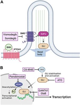 Sonic Hedgehog Signaling in Cerebellar Development and Cancer